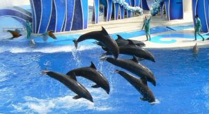 SeaWorldORL08-04-01b